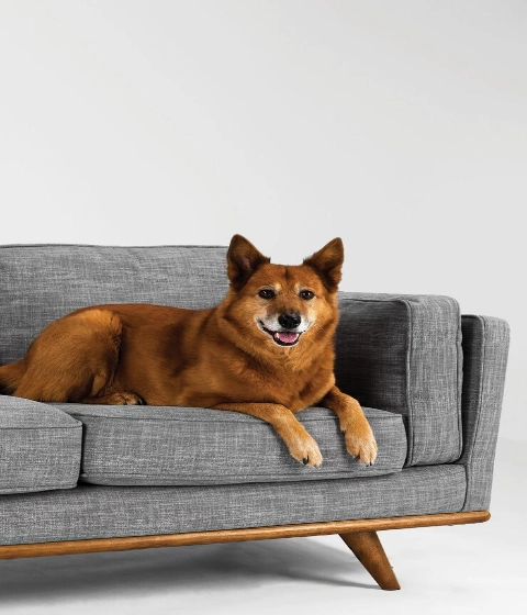 How to Select the Perfect Sofa Fabric for Homes with Pets?